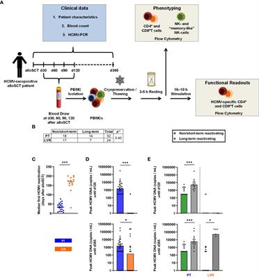 CD4+ T cells are the major predictor of HCMV control in allogeneic stem cell transplant recipients on letermovir prophylaxis